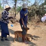 MASVINGO URBAN RABIES VACCINATION PROGRAMME OCTOBER 2025